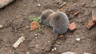 Sağanaklar sırasında yuvalarını su basan kör fareler yüzeye çıktı
