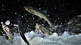 İnci kefalinin üreme göçüne sıkı takip