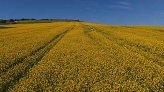 İstanbul'da sarıya bürünen kanola tarlaları havadan görüntülendi