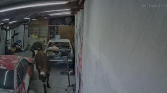 Ahırdan kaçan büyükbaşlar oto tamirciye girdi