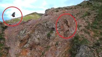 Kartal, ayı ve yavrularını takip etti; o anlar dronla görüntülendi