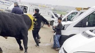 Canlı hayvan borsasında kaçan boğa paniğe neden oldu; o anlar kamerada