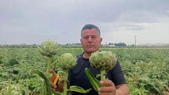 KKTC'de ilk kez yediği enginarı memleketinde üretti