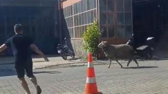 Sahibinin elinden kaçan kurbanlık koç, zor anlar yaşattı