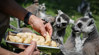 Bursa Hayvanat Bahçesi'nde penguenler klimalı odalarda, lemurlar ise soğuk meyveyle serinliyor