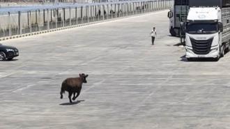 Limanda kaçan angus denize düştü
