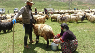 Yüksekova'da berivanların yayla mesaisi başladı