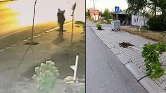 Patnos’ta kaldırımlardaki fidanları söken şüpheli yakalandı