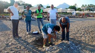 Kemer sahillerinde tespit edilen 38 deniz kaplumbağası yuvası korumaya alındı
