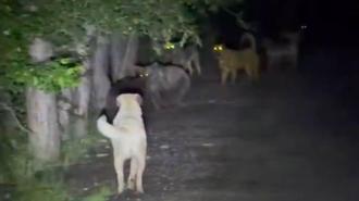 Kızılcahamam’da başıboş köpeklerin, ayılarla karşı karşıya geldiği anlar kamerada