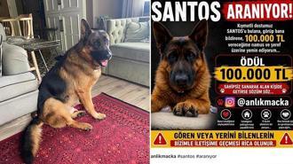 25 gündür kayıp olan köpek 'Santos'u bulana 100 bin lira ödül
