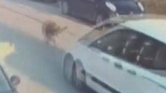 Silivri'de aracıyla sokak köpeğine çarpıp ölümüne neden olan sürücü tutuklandı