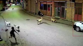 Ordu'da skuterlı çocuk köpeklerin saldırısına uğradı; o anlar kamerada