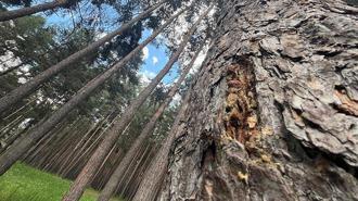 Finlandiya'dan ithal edilen uçucu yağ, Doğu'daki sarıçam ormanlarından üretilecek