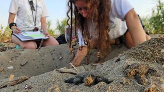 Akdeniz'de yavru caretta heyecanı