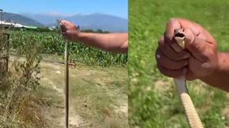 Tarlasını sürerken gördüğü yılanı zarar görmesin diye elleriyle yakalayıp güvenli bölgeye bıraktı