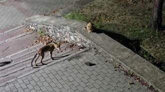 Parkta tilki, kedi ve kirpinin karşılaşması kamerada