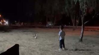 Tilki, topu alıp kaçtı; o anlar kamerada
