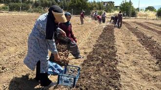 Kilosu 650 bin TL’den satılan safran toprakla buluştu