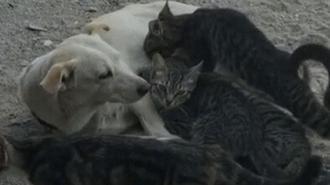 Köpek, kedi yavrularını emzirirken görüntülendi