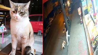Bağcılar’da dobermanın saldırdığı kedi ‘Bambi’ öldü: 'Bugün kedi yarın sizin çocuğunuz'