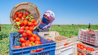 Karacadağ’ın domatesleri dünya sofralarına lezzet katıyor