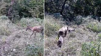 Tarlasına kurduğu fotokapanla yaban hayatını görüntüledi