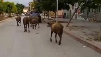 Hatay'da başıboş anguslar yola çıktı; görenler şaşırdı