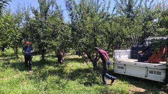 Anjelik erik, kurutmalık, pestil ve pekmez olarak sofralara geliyor