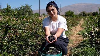 Dondurma yerken tanıştığı aronya bitkisinin üreticisi oldu