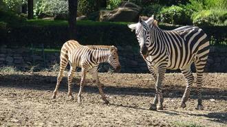 Doğduğu tesadüfen öğrenilen zebra yavrusu 'Jason', ilgi odağı oldu