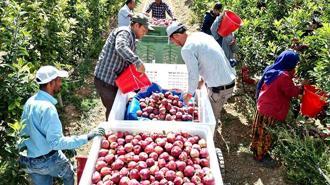 Geçen yıl don vuran Yeşilhisar elması, bu yıl üreticinin yüzünü güldürdü