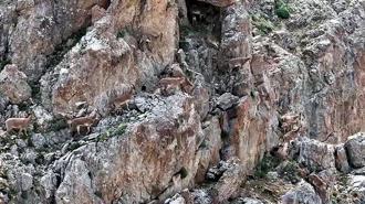Yaban keçileri Keşiş Dağları'nda sürü halinde görüntülendi