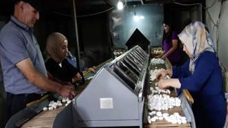 Diyarbakır’da ipek böcekçiliği, bin çiftçiye geçim kaynağı oluyor
