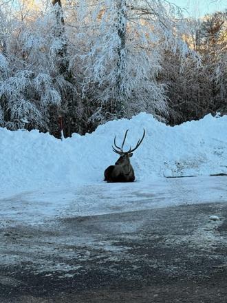 Karla kaplanan Kuzu Yayla Tabiat Parkında kızılgeyik görüntülendi