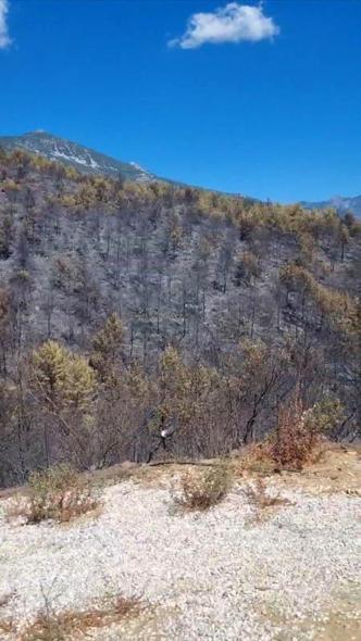 Alanya’daki orman yangınlarında 400 hektar alan zarar gördü