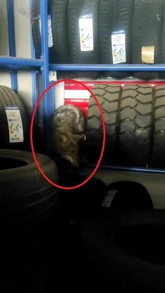 Bingöl’de lastikçiye giren kurt yakalandı