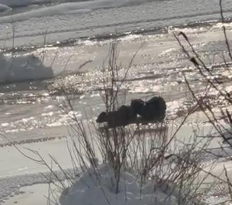 Muş ve Ağrıda su samurları görüntülendi