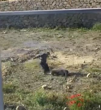 Koyuna kalın iple vurup, defalarca tekmeleyen şüpheli tutuklandı