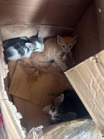 Takla atan hafif ticari aracın sürücüsü ile 4 yavru kediyi ekipler kurtardı