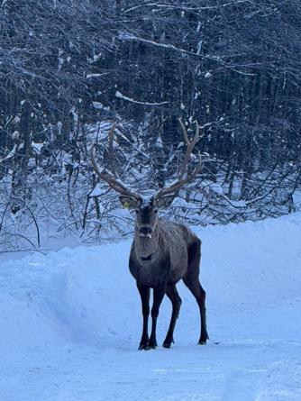 Karla kaplanan Kuzu Yayla Tabiat Parkında kızılgeyik görüntülendi