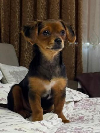 Beyoğlunda terriere saldıran pitbull cinsi köpeğin sahibinin bıçaklandığı kavga kamerada