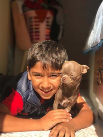 Otomobilin çarptığı Sıraç, 12 gün sonra yaşamını yitirdi