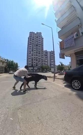 Yurttan Kurban Bayramı Manzaraları