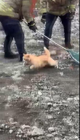 Gayrettepedeki 1.Şube binasının yıkımı sırasında içeri giren kedi kurtarıldı