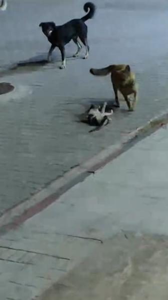 Sokak köpeklerinin saldırdığı kedi öldü
