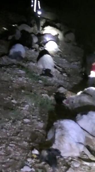 Vanda yıldırım düştü; 63 küçükbaş öldü, çoban yaralı