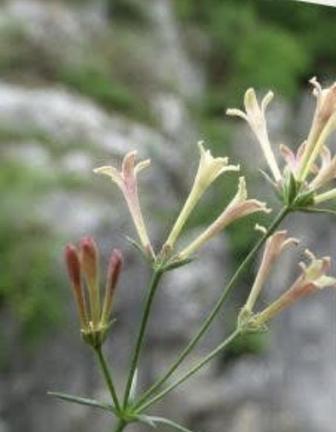 Küre Dağları Milli Parkında endemik bitki türü keşfedildi