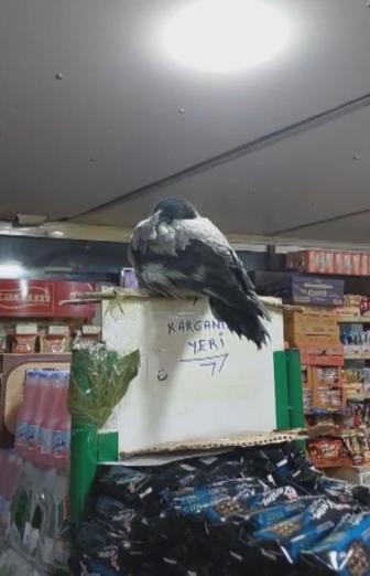 Ümraniye’de kargayı iyileştirip marketinde besledi: Merhametle büyüttüm