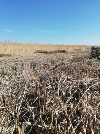 Sultan Sazlığı Milli Parkı’nda çakal görüntülendi